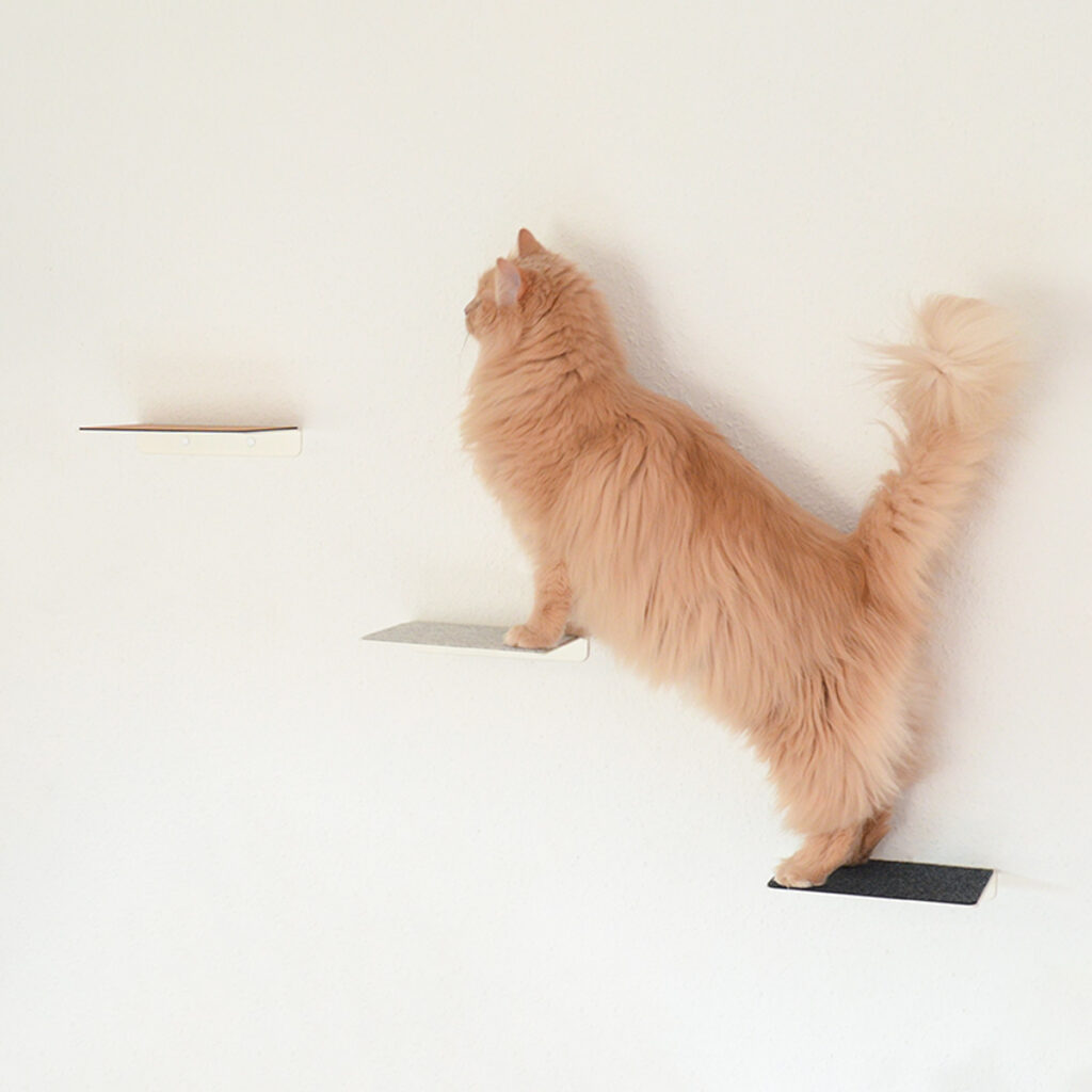 Neugierige Katze klettert auf kleinen weißen Wandstufen von MinouTierliebe®