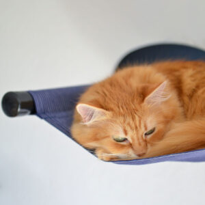 Katzen liegt in schwarzer Katzenhängematte als Rückzugsort für Katzen von MinouTierliebe®