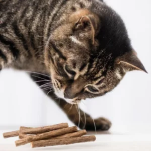 Neugierige Katze schnüffelt an Matatabi Sticks [AI]