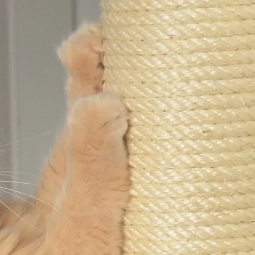 Detailansicht von Pfoten einer kratzenden Katze an Sisalstamm von MinouTierliebe®