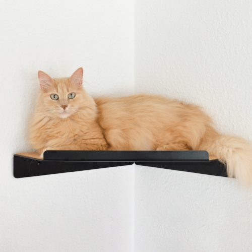 Liegende Katze auf schwarzer Eckplatte von MinouTierliebe®